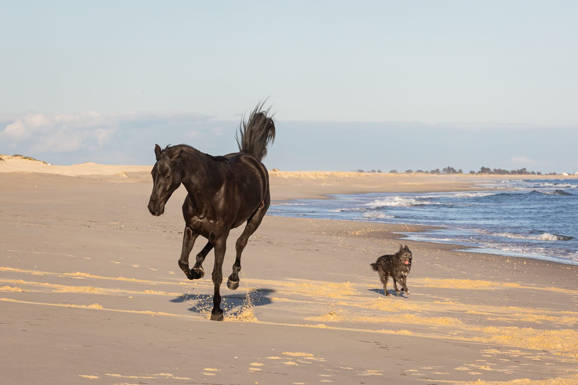 Horse and dog on the beach