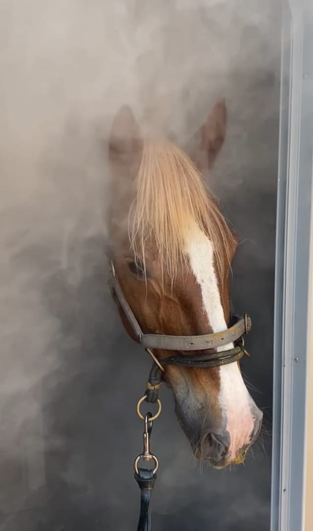 Horse during salt therapy session
