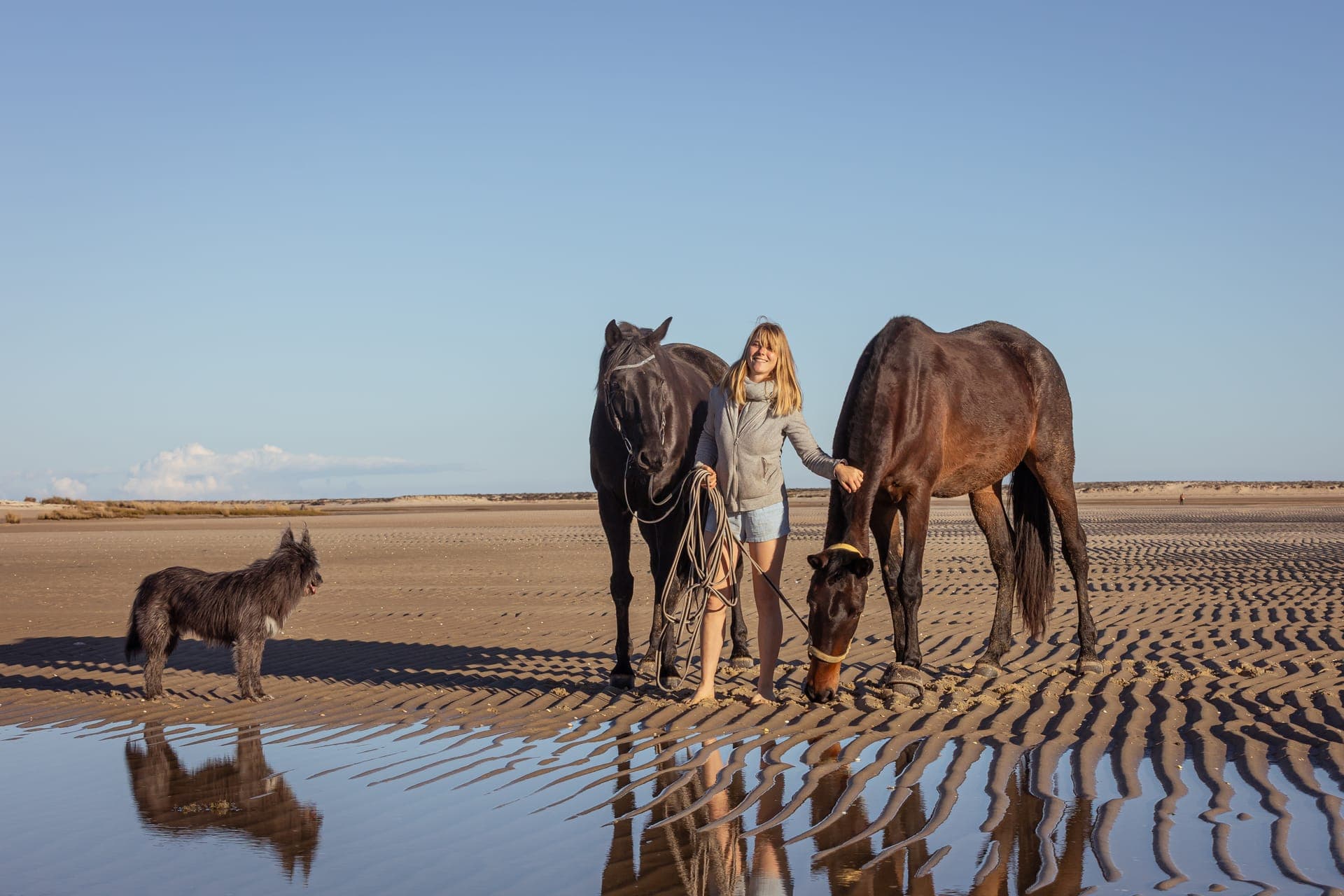 Veterinary home visit